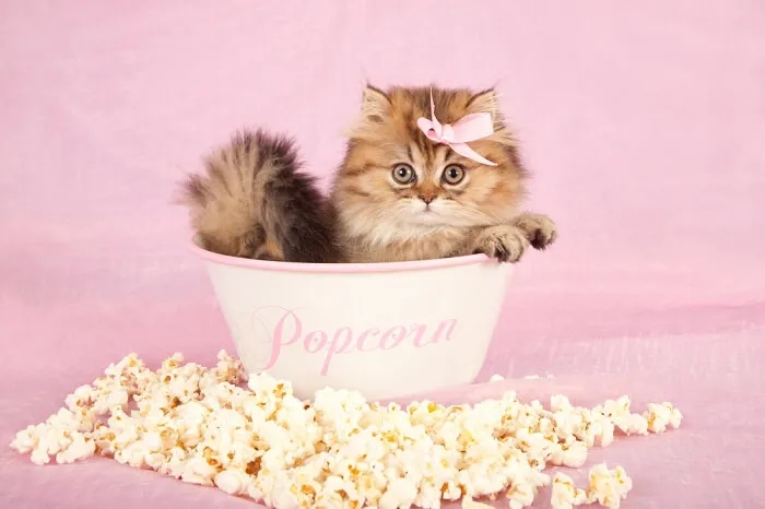 Czy koty mogą jeść popcorn? Poznaj zagrożenia i lepsze przekąski