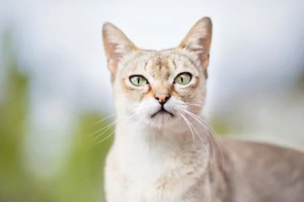 Ile trwa ruja u kotki? Zaskakujące fakty o jej długości i wpływie