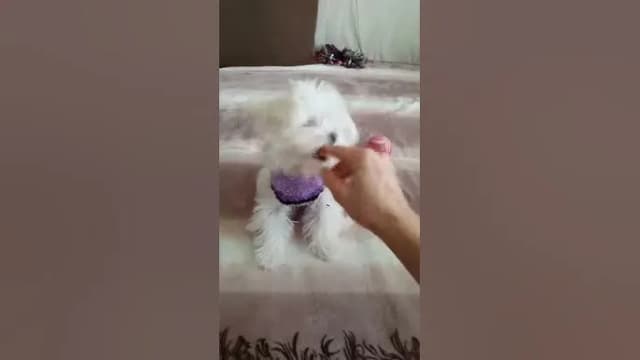 Jak zrobić ubranko dla psa ze skarpety – proste kroki i porady