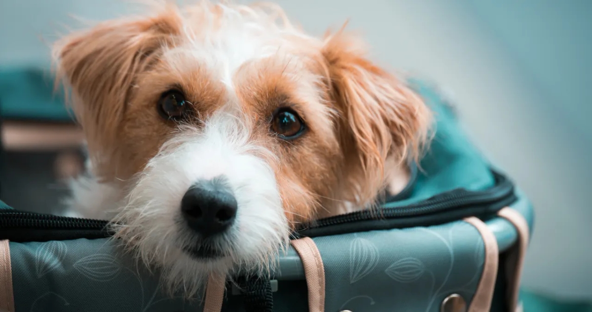 Ile kosztuje bilet lotniczy dla psa? Sprawdź ceny i zasady przewozu