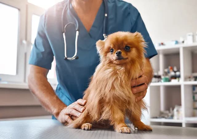 Ile kosztuje szczepionka dla psa? Ceny, które zaskoczą właścicieli