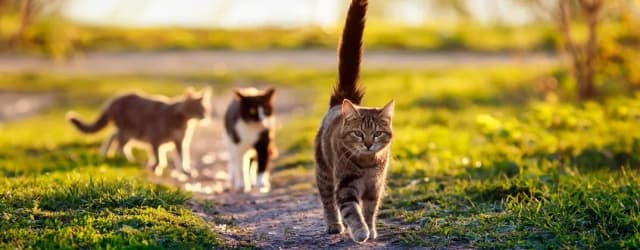 Ile dni trwa ruja u kotki? Zaskakujące fakty o jej długości