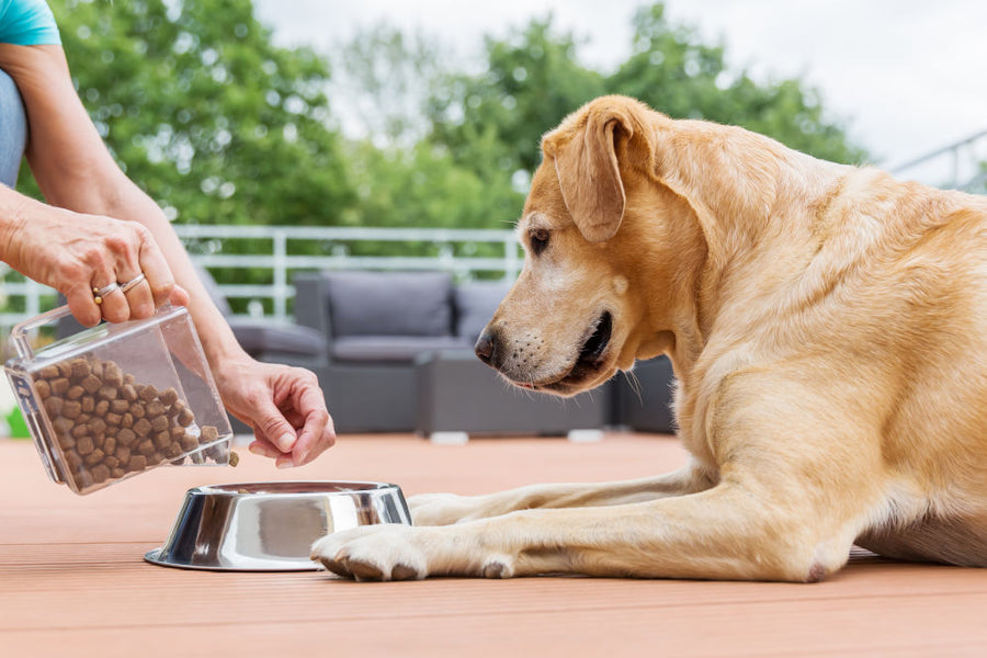 Czy wiesz, jak wrażliwy jest układ pokarmowy Twojego psa?
