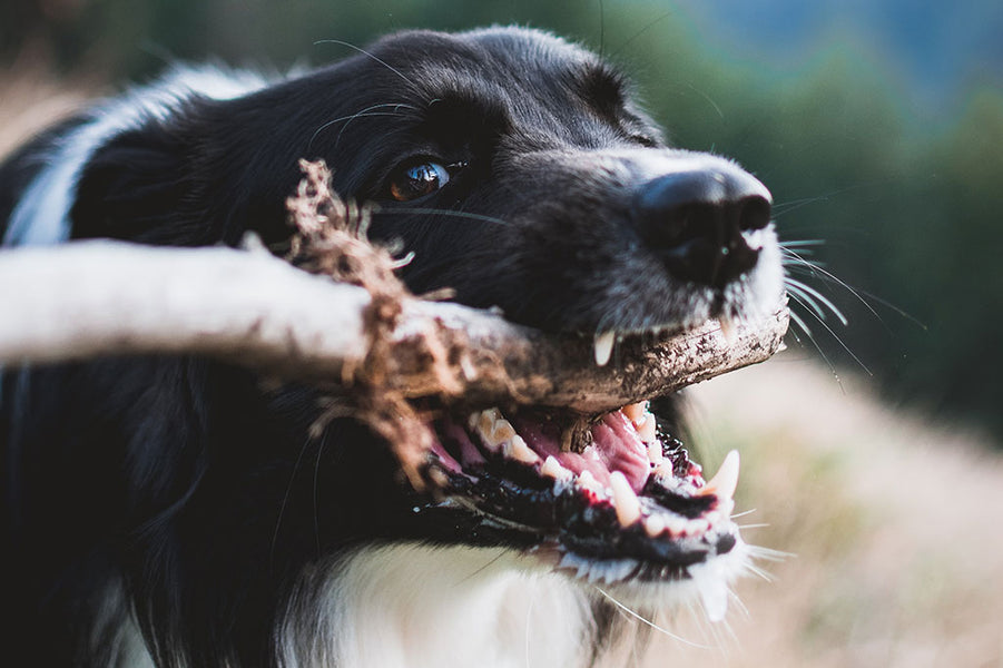 Czy wiesz jak dbać o zęby swojego psa?
