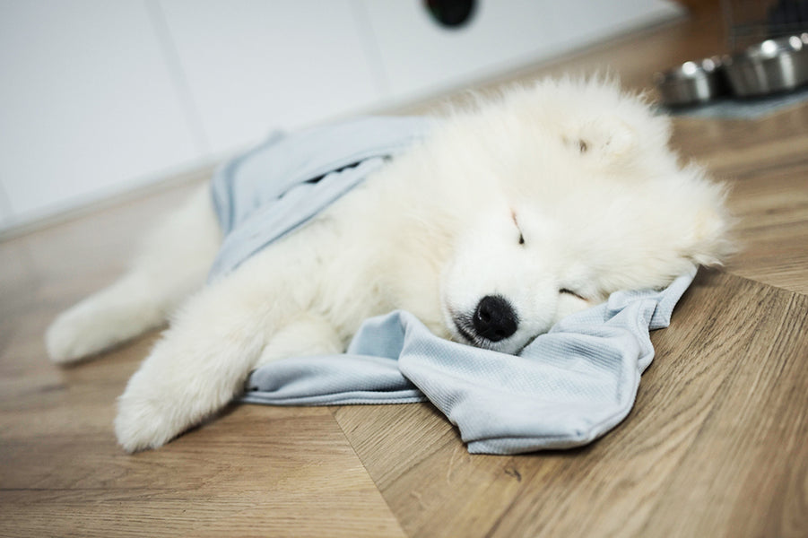Ile powinien spać Twój pies?