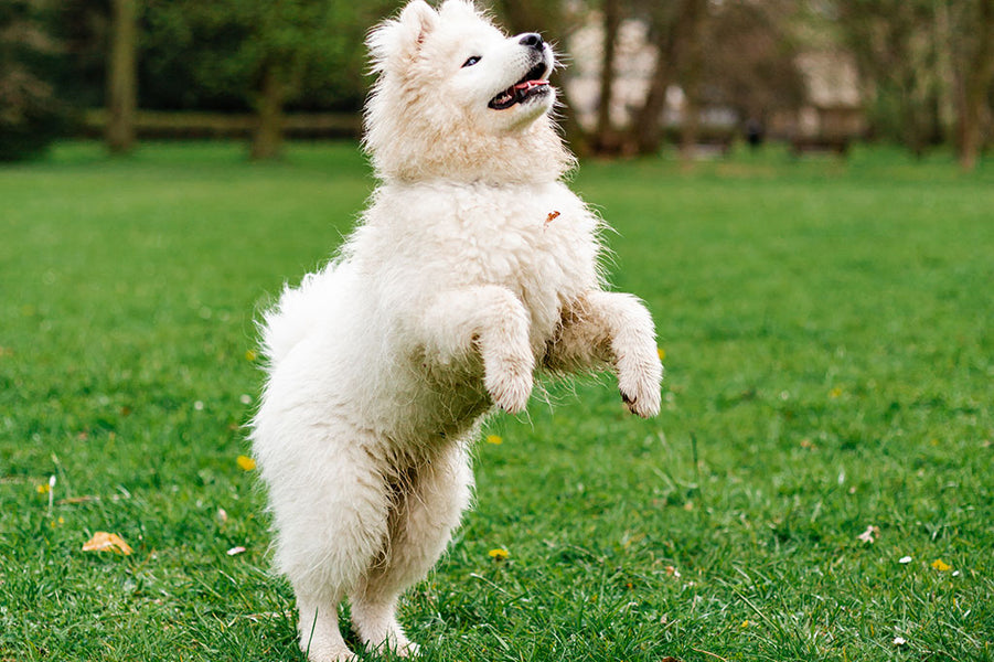 Jak oduczyć psa skakania na ludzi – 6 porad dla właścicieli psiaków