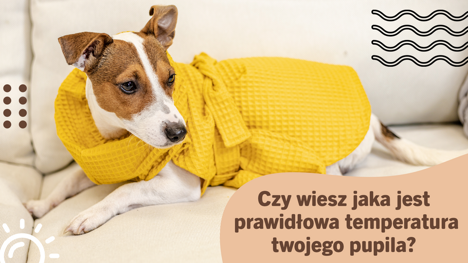 Jak zadbać o odpowiednią temperaturę ciała czworonoga?